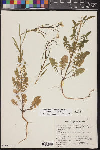 Sisymbrium orientale image