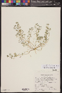 Acmispon strigosus image