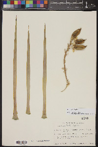 Yucca rigida image