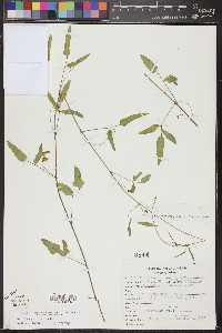 Phaseolus angustissimus image