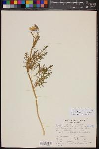 Oenothera californica image