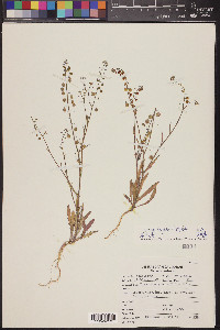 Thysanocarpus curvipes image