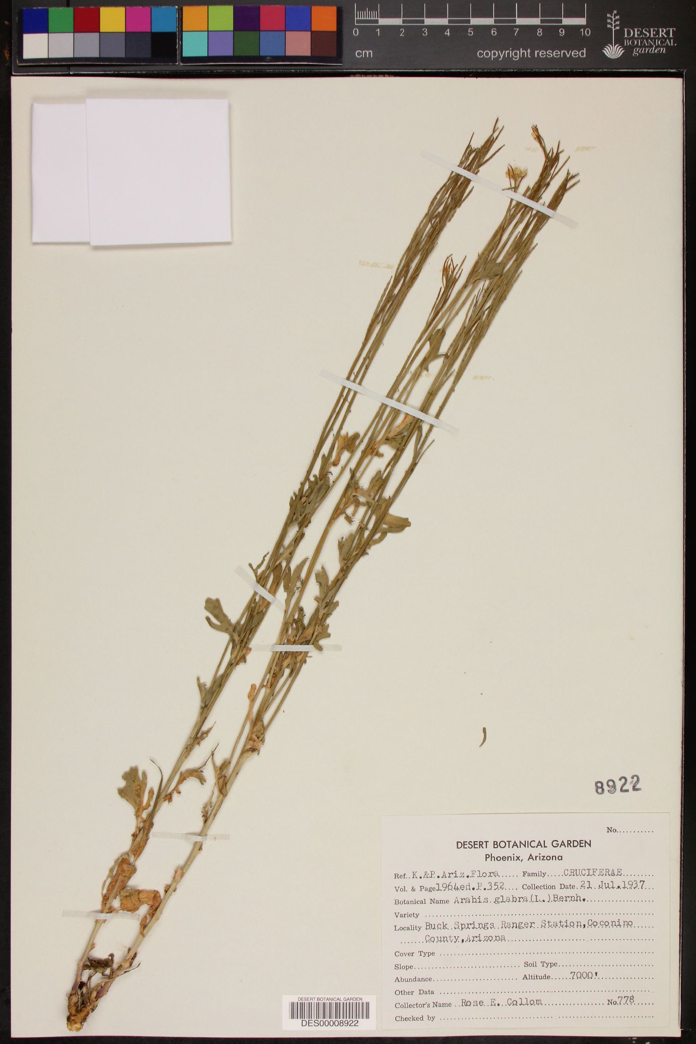 Arabidopsis glauca image