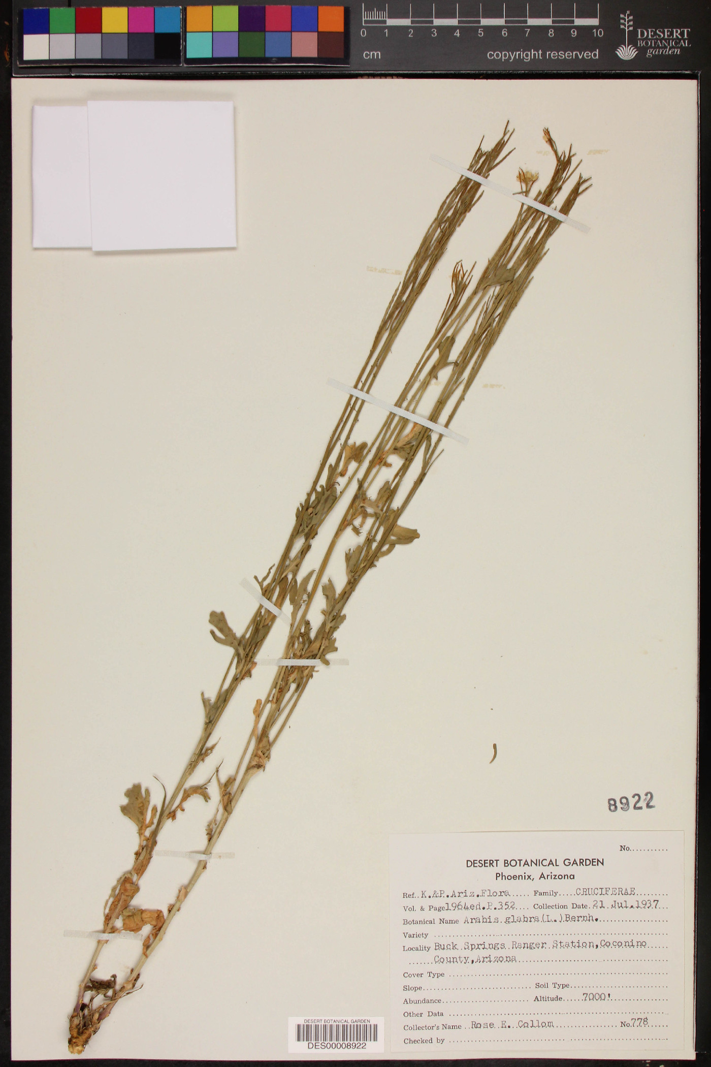 Arabidopsis glauca image