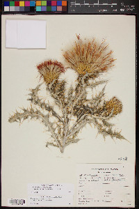 Cirsium ochrocentrum image