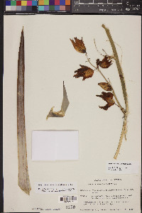 Hesperoyucca peninsularis image