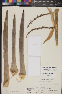 Hesperoyucca peninsularis image