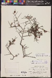 Krameria erecta image