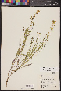 Sisymbrium linifolium image