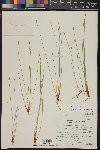 Eleocharis montevidensis image