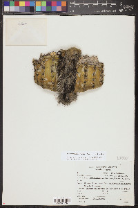 Pilosocereus leucocephalus image