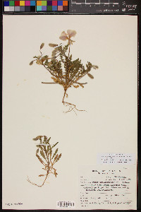 Oenothera californica image