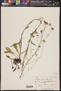 Thelypodium integrifolium image