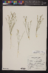 Linum aristatum image