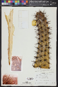 Myrtillocactus cochal image