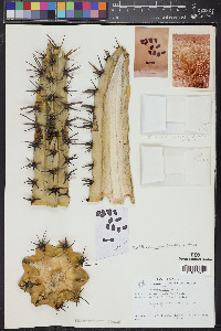 Myrtillocactus cochal image