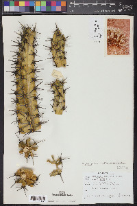 Myrtillocactus cochal image