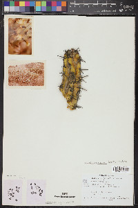 Myrtillocactus cochal image