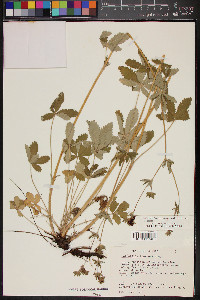 Potentilla thurberi image