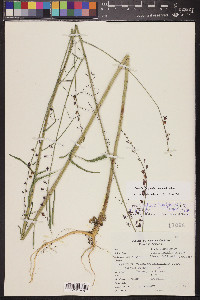 Pennellia longifolia image