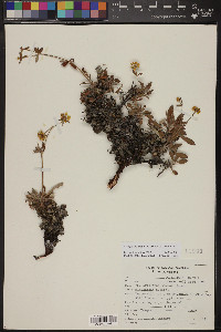 Eriogonum arcuatum var. arcuatum image