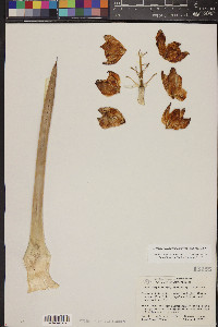 Hesperoyucca peninsularis image