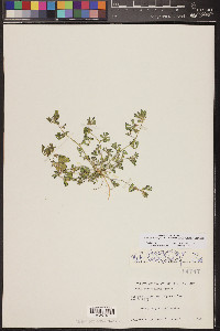 Acmispon strigosus image