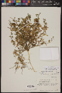 Acmispon maritimus var. brevivexillus image