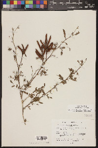 Prosopis pubescens image