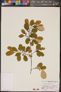 Erythroxylum confusum image