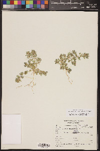 Acmispon brachycarpus image