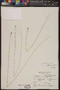 Eleocharis rostellata image