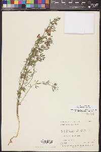 Acmispon utahensis image