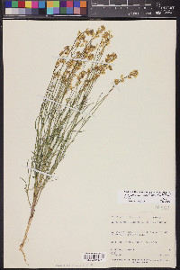 Sisymbrium linifolium image