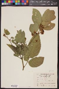 Cassia densiflora image