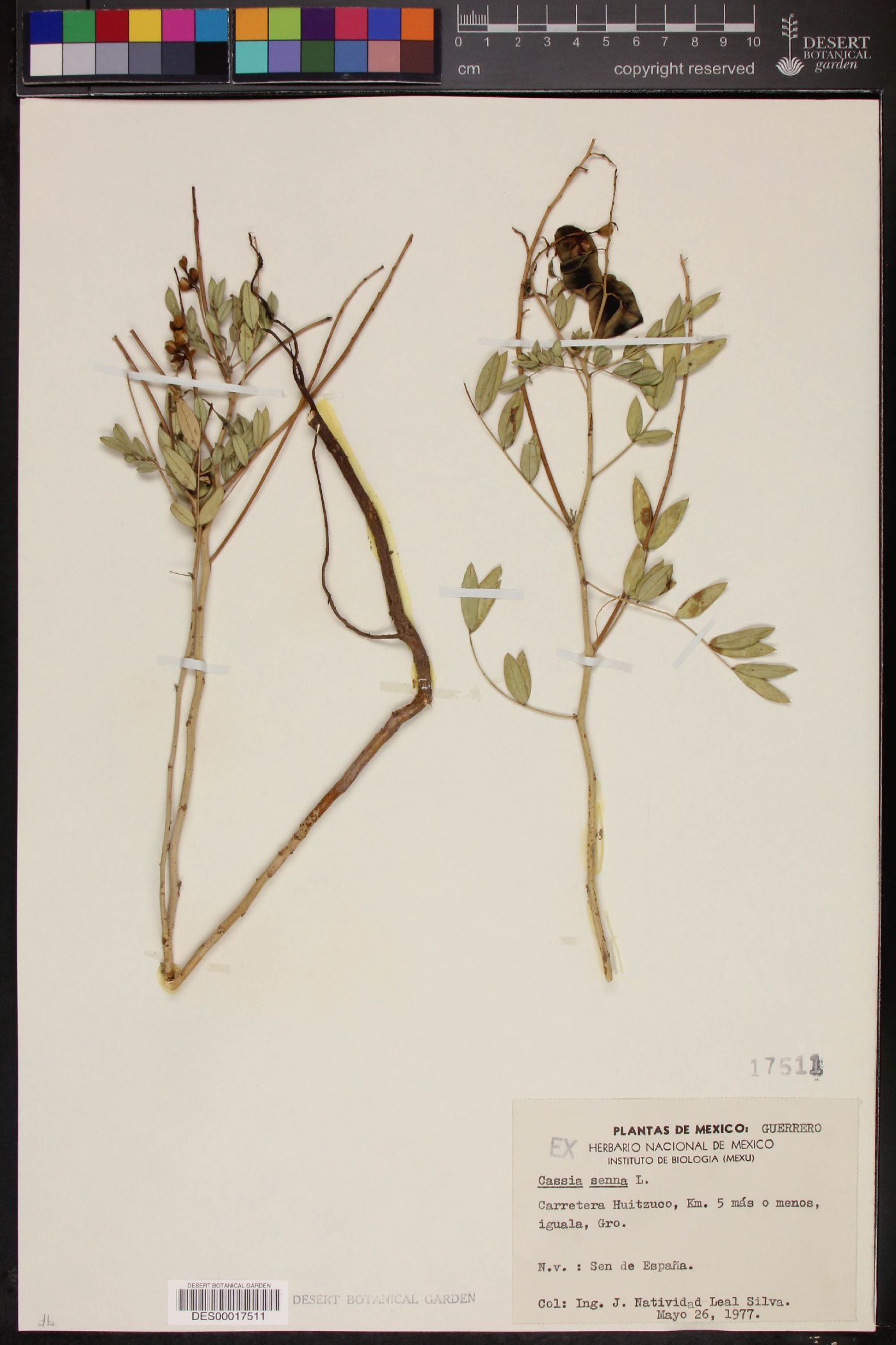 Cassia senna image