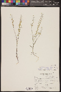 Thysanocarpus curvipes image