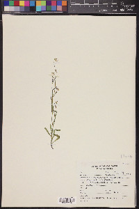 Thysanocarpus curvipes image