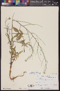 Sisymbrium orientale image