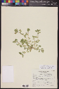 Acmispon brachycarpus image