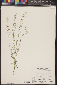 Thysanocarpus curvipes image