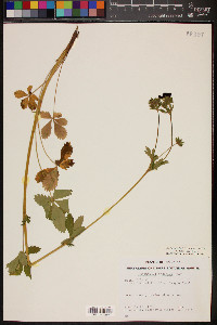 Potentilla thurberi image