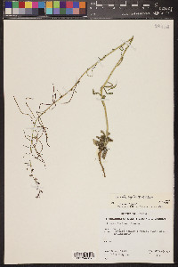 Pennellia longifolia image