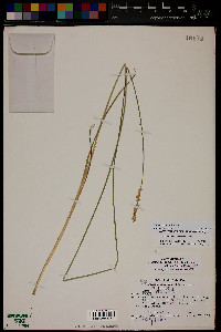 Carex agrostoides image