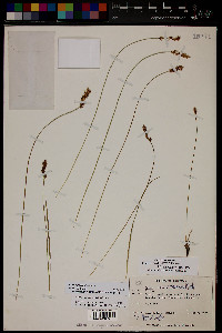 Carex agrostoides image