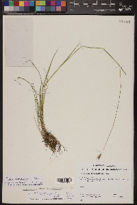 Hordeum brachyantherum image