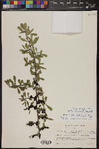 Phaulothamnus spinescens image