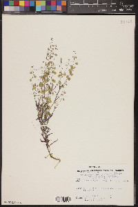 Thysanocarpus curvipes image