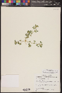 Acmispon brachycarpus image