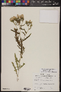 Mentzelia longiloba var. yavapaiensis image